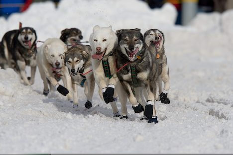 Iditarod Sled Dog Race, Sled Dogs Mushing