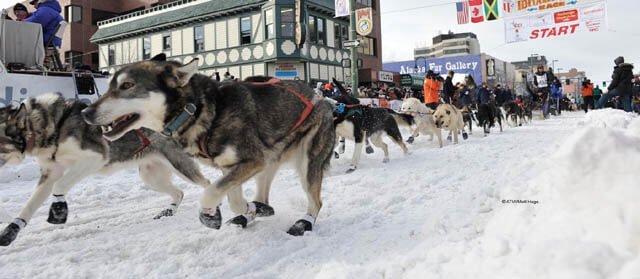 Iditarod Sled Dog Race, Sled Dogs Mushing