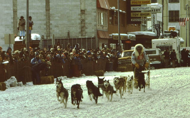 Sledding Dog Race, Sled Dogs, Husky, Malamut, Siberian, Alaskian