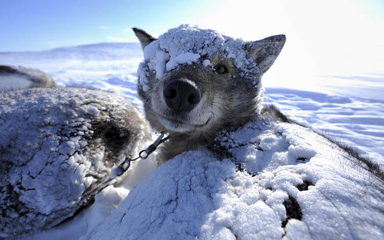 Sled Dog Race Greenland Dog