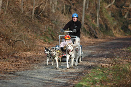 Sled Dog Race, Sledding Dogs Competition, Alaskian, Siberian Husky and Malamutes, Fastest Dog Breeds, Speed of Dogs