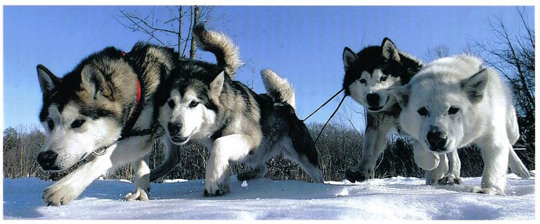 BEST SLED DOG BREEDS