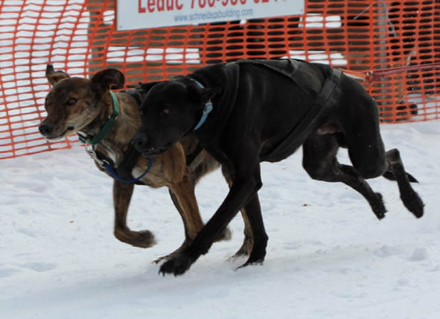 Sled Dog Race