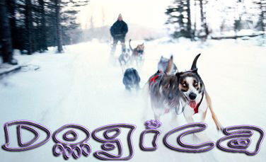 Sled Dog Race, Sledding Dogs Competition, Alaskian, Siberian Husky and Malamutes, Fastest Dog Breeds, Speed of Dogs