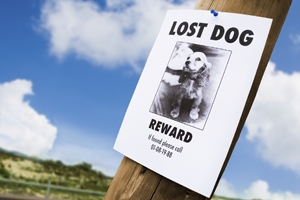 lost doggy