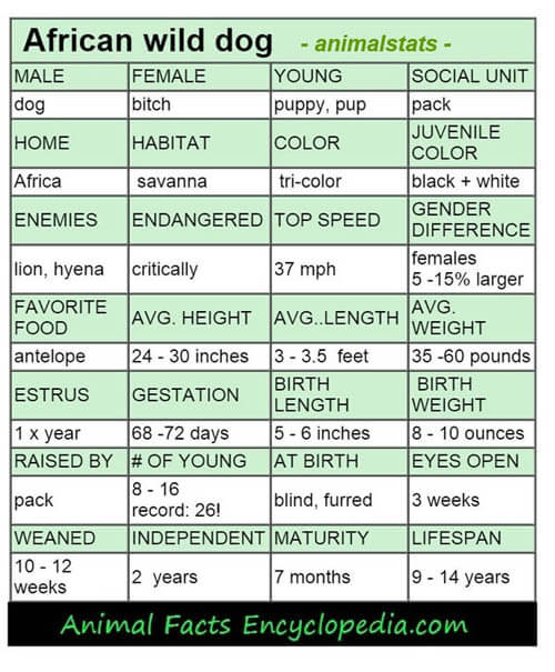 AFRICAN WILD DOG AND WOLF, DOG & WOLF, EVOLUTION, DOMESTICATION