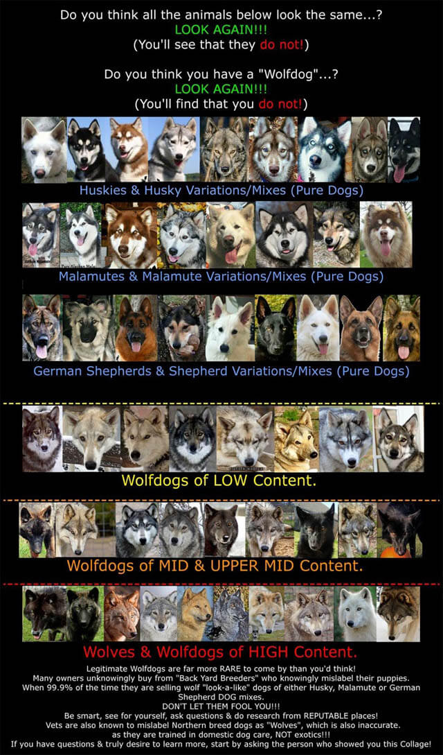 DOG vs WOLF BREEDING and GENETICS