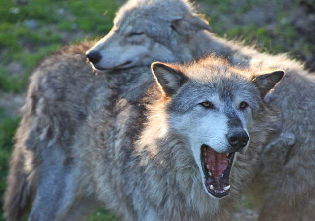 DOG vs WOLF BRAIN & INTELLIGENCE - WHO IS SMARTER, HIGHER IQ, LOGIC