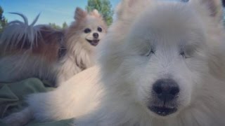 WATCH DOG VIDEO !