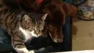 WATCH DOG & PUPPY VIDEO !!!