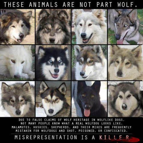 DOG vs WOLF BREEDING and GENETICS