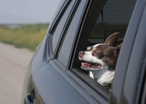 THE ULTIMATIVE DOG TRAVEL GUIDE