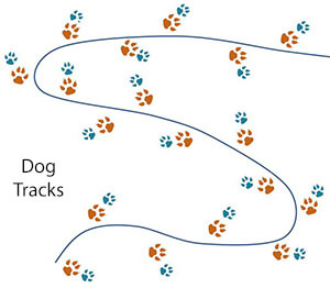 DOG AND WOLF PAWS, DOG & WOLF, DOG vs WOLF TRACKS, PAWS & STEPS IDENTIFICATION, DIFFERENCE - HOW TO DISTINGUISH WOLF TRACKS and STEPS?