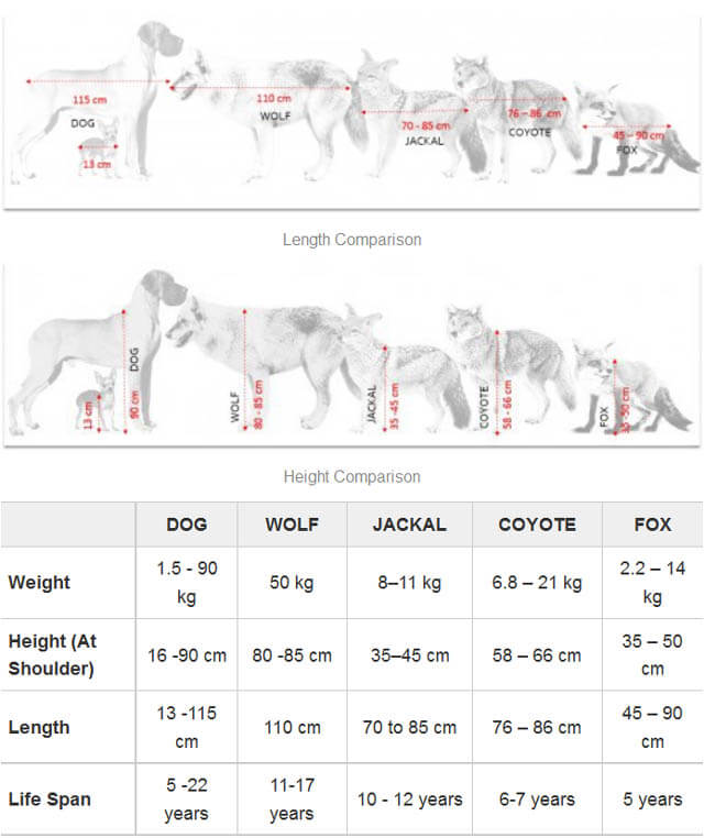 THIS MATERIAL & TABLE (c) BY WWW.HUBPAGES.COM - DOG vs WOLF COMPARISON: DIFFERENCE & SIMILARITY