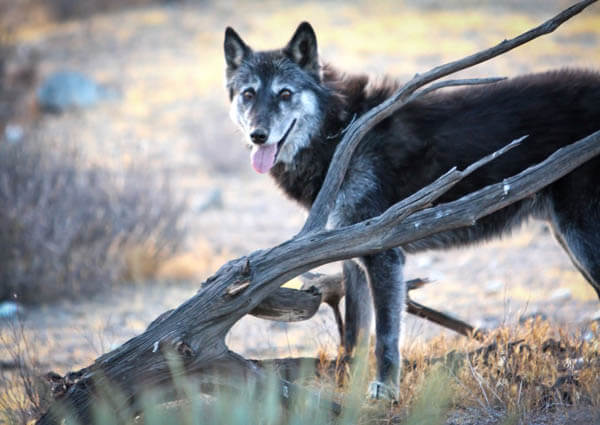 DOG vs WOLF COMPARISON: DIFFERENCE & SIMILARITY