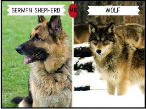 DOGS THAT LOOK LIKE WOLVES - WOLFDOG: WOLF-DOG, DOG-WOLF