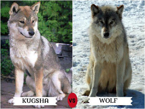 DOGS THAT LOOK LIKE WOLVES - WOLFDOG: BREED SPECIFICATIONS, HYBRID DOG, MIXED DOG, DOG AND WOLF, WOLF-DOG, DOG-WOLF