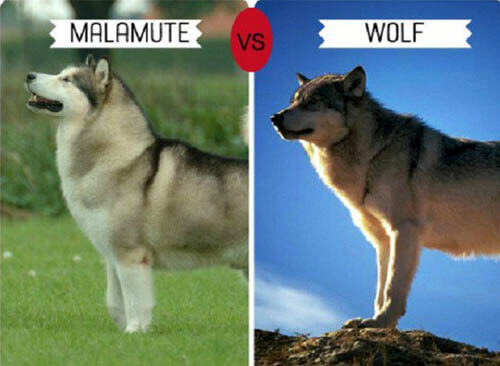 DOGS THAT LOOK LIKE WOLVES - WOLFDOG: BREED SPECIFICATIONS, HYBRID DOG, MIXED DOG, DOG AND WOLF, WOLF-DOG, DOG-WOLF