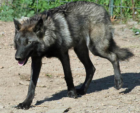 DOG vs WOLF BREEDING and GENETICS