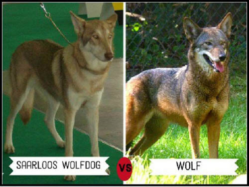 DOGS THAT LOOK LIKE WOLVES - WOLFDOG: BREED SPECIFICATIONS, HYBRID DOG, MIXED DOG, DOG AND WOLF, WOLF-DOG, DOG-WOLF