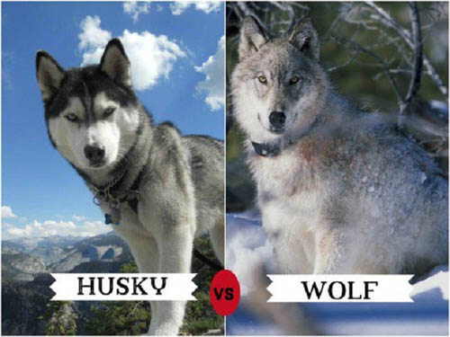 DOGS THAT LOOK LIKE WOLVES - WOLFDOG: BREED SPECIFICATIONS, HYBRID DOG, MIXED DOG, DOG AND WOLF, WOLF-DOG, DOG-WOLF