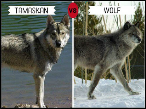 DOGS THAT LOOK LIKE WOLVES - WOLFDOG: BREED SPECIFICATIONS, HYBRID DOG, MIXED DOG, DOG AND WOLF, WOLF-DOG, DOG-WOLF