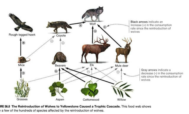 DOG AND WOLF, DOG & WOLF, DOG vs WOLF