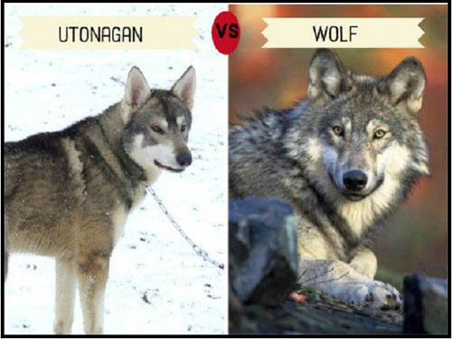 DOGS THAT LOOK LIKE WOLVES - WOLFDOG: BREED SPECIFICATIONS, HYBRID DOG, MIXED DOG, DOG AND WOLF, WOLF-DOG, DOG-WOLF