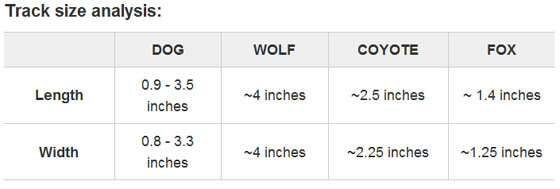 DOG vs WOLF BREEDING and GENETICS