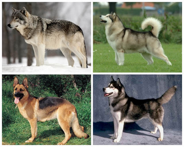 WOLFDOG: BREED SPECIFICATIONS, HYBRID DOG, MIXED DOG, DOG AND WOLF, WOLF-DOG, DOG-WOLF