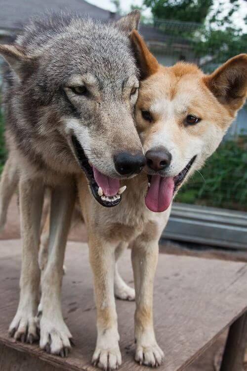 DOG AND WOLF, DOG & WOLF, DOG vs WOLF