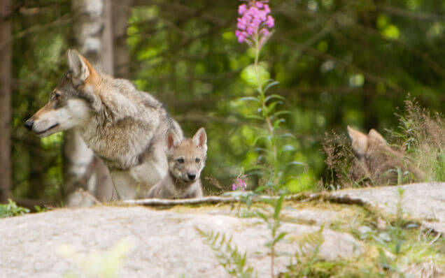 DOG vs WOLF COMPARISON: DIFFERENCE & SIMILARITY