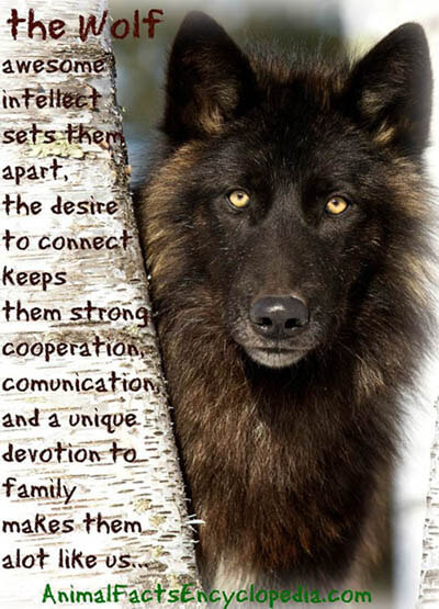 PET WOLF & DOG DOMESTICATION