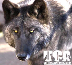 DOG AND WOLF TOLERANCE & AGGRESSION, TRAINING