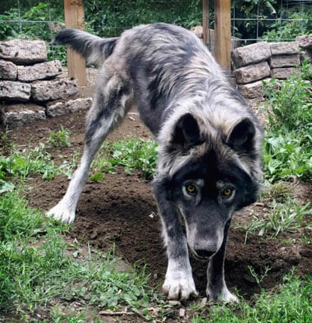 RAISING & TRAINING A WOLF-DOG, TRAINING