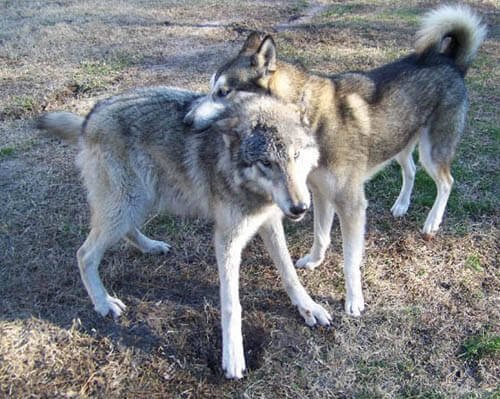 DOG vs WOLF HISTORY & ORIGINS, DOMESTICATION