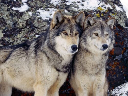 PET WOLF & DOG DOMESTICATION