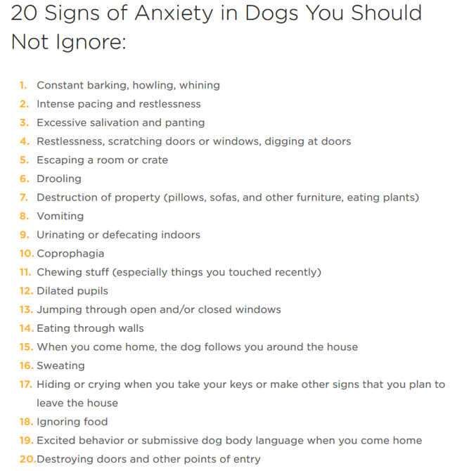 DOG SEPARATION ANXIETY SYMPTOMS & SIGNS - BY WWW.PETCUBE.COM !