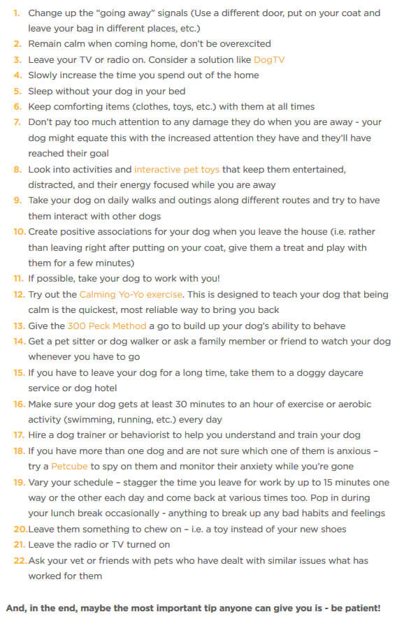 DOG SEPARATION ANXIETY SYMPTOMS & SIGNS - BY WWW.PETCUBE.COM !