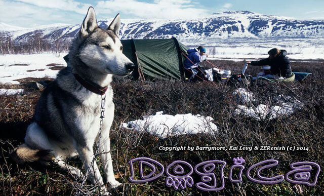 Sled Dog Race, Sledding Dogs Competition, Alaskian, Siberian Husky and Malamutes, Fastest Dog Breeds, Speed of Dogs