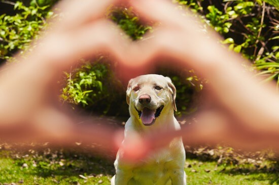 SEVERE DOG SEPARATION ANXIETY - DESENSITIZATION TECHNIQUES