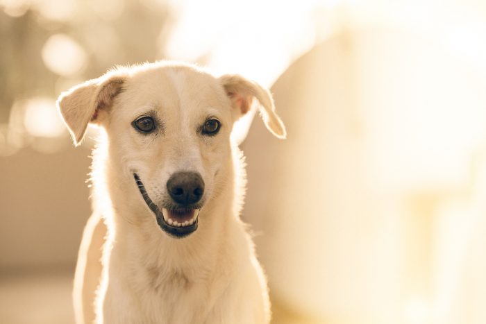 So, Do Dogs Smile?