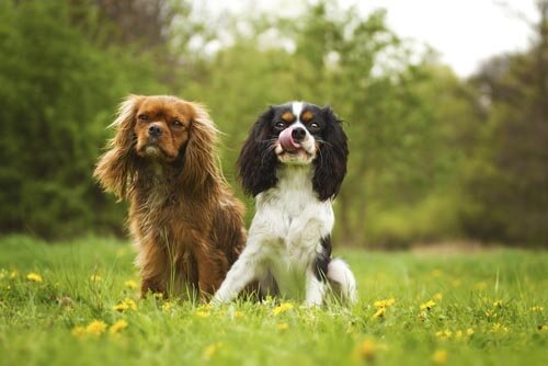 SOCIAL DOG SEPARATION ANXIETY