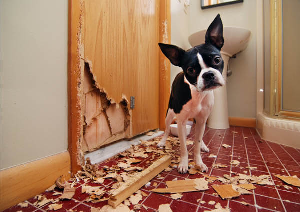 DOG SEPARATION ANXIETY vs PUNISHMENT