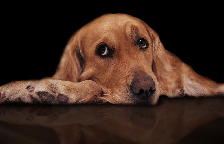 DOG SEPARATION ANXIETY and ISOLATION