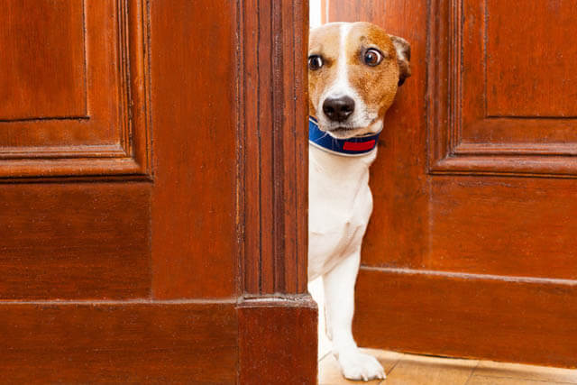 DOG SEPARATION ANXIETY CURE TIPS & TECHNIQUES