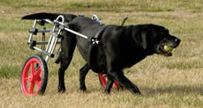 DIY HOMEMADE HOW TO MAKE GUIDE DOG WHEELCHAIR FOR PARALYSED & DISABLED DOGS