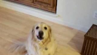 DOG VIDEO !