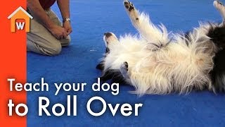 DOG VIDEO !