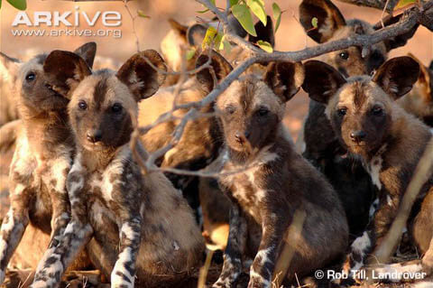 WILD DOG SPECIES & BREEDS LIST